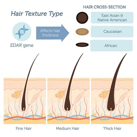 in what units do you measure thickness of hair|hair thickness test.